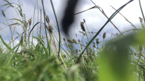 Summer (PWP), 2023, composite Film Still