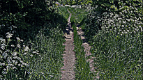 Significant Walks S.03 (detail) 2015. C-type reverse mounted digital print 24 x 43 cms