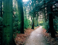 The Sand-walk or Thinking Path, 2003, Down House, Kent. Photograph: Shirley Chubb by kind permission of English Heritage