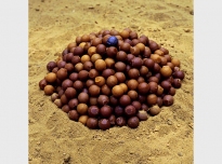 Bullets II, 1999, African beeswax & lead bullet (Royal Engineers Collection)